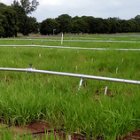 Irrigated field